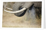 An elephant bull drinking by Anonymous
