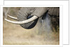 An elephant bull drinking by Anonymous