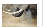 An elephant bull drinking by Anonymous