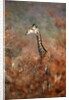 Giraffe in a red Forest by Anonymous