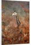 Giraffe in a red Forest by Anonymous