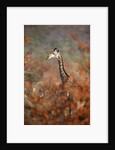 Giraffe in a red Forest by Anonymous