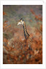 Giraffe in a red Forest by Anonymous