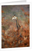 Giraffe in a red Forest by Anonymous