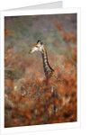 Giraffe in a red Forest by Anonymous