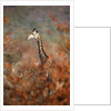 Giraffe in a red Forest by Anonymous