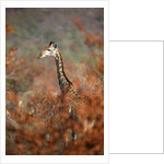 Giraffe in a red Forest by Anonymous