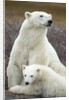 Polar Bear and Cub by Hudson Bay, Manitoba, Canada by Anonymous