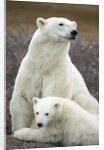Polar Bear and Cub by Hudson Bay, Manitoba, Canada by Anonymous