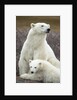 Polar Bear and Cub by Hudson Bay, Manitoba, Canada by Anonymous