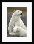 Polar Bear and Cub by Hudson Bay, Manitoba, Canada by Anonymous