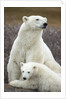 Polar Bear and Cub by Hudson Bay, Manitoba, Canada by Anonymous