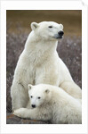 Polar Bear and Cub by Hudson Bay, Manitoba, Canada by Anonymous