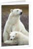 Polar Bear and Cub by Hudson Bay, Manitoba, Canada by Anonymous