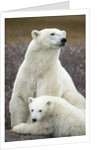Polar Bear and Cub by Hudson Bay, Manitoba, Canada by Anonymous