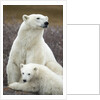 Polar Bear and Cub by Hudson Bay, Manitoba, Canada by Anonymous