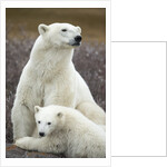 Polar Bear and Cub by Hudson Bay, Manitoba, Canada by Anonymous