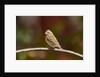 Purple Finch by Anonymous