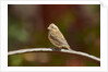 Purple Finch by Anonymous