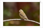 Purple Finch by Anonymous