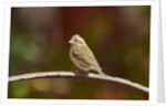 Purple Finch by Anonymous