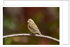 Purple Finch by Anonymous