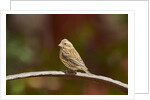 Purple Finch by Anonymous