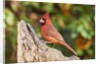 Northern Cardinal by Anonymous