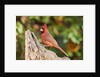 Northern Cardinal by Anonymous