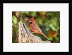 Northern Cardinal by Anonymous