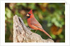 Northern Cardinal by Anonymous