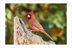 Northern Cardinal by Anonymous