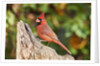 Northern Cardinal by Anonymous