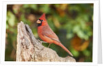 Northern Cardinal by Anonymous