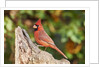 Northern Cardinal by Anonymous