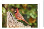 Northern Cardinal by Anonymous