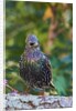 Starling; by Anonymous