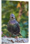 Starling; by Anonymous