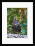 Starling; by Anonymous