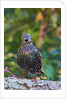Starling; by Anonymous