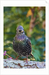 Starling; by Anonymous