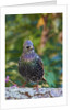 Starling; by Anonymous