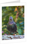 Starling; by Anonymous