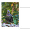 Starling; by Anonymous