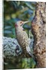 Northern Flicker by Anonymous