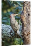 Northern Flicker by Anonymous