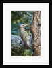 Northern Flicker by Anonymous