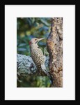 Northern Flicker by Anonymous