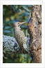 Northern Flicker by Anonymous