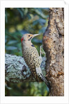 Northern Flicker by Anonymous